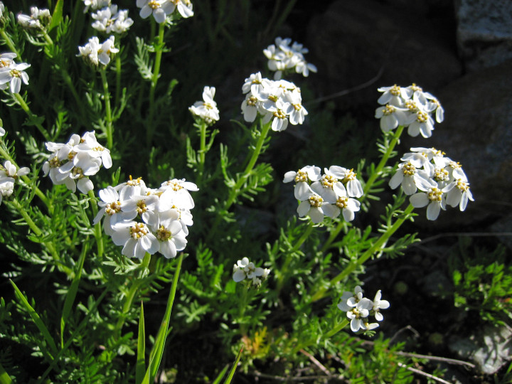 Farbige Abbildung eines Schafgarbenstrauchs