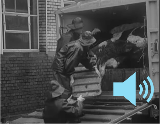 Schwarz weiss Foto: Rinder werden im Schlachthof Zürich zur Notschlachtung ausgeladen.