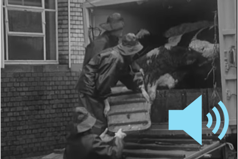 Schwarz weiss Foto: Rinder werden im Schlachthof Zürich zur Notschlachtung ausgeladen.