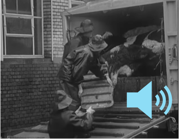 Schwarz weiss Foto: Rinder werden im Schlachthof Zürich zur Notschlachtung ausgeladen.